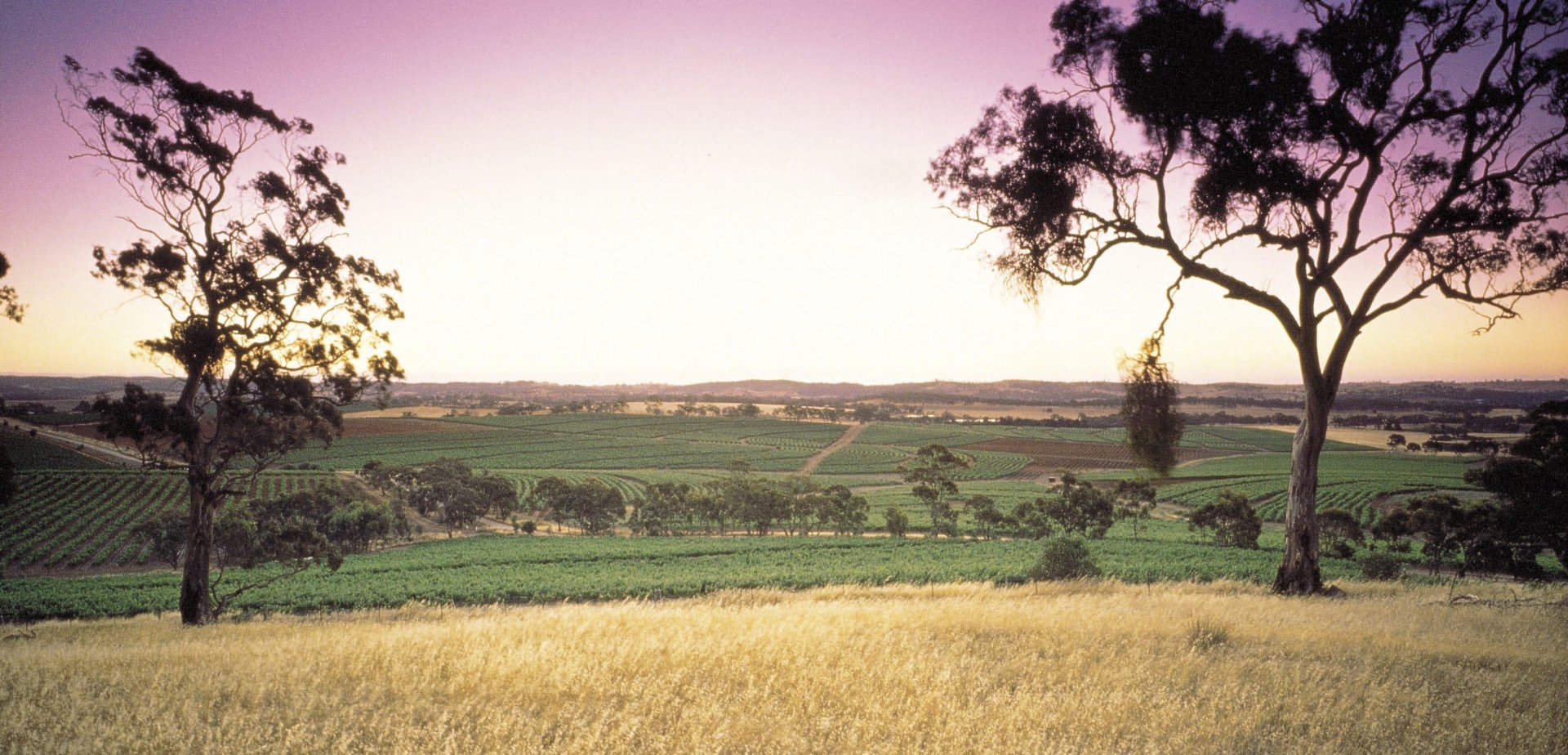 Clare valley vineyard landscape