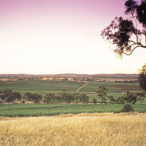 Clare valley vineyard landscape