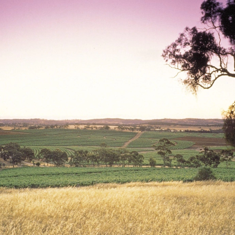 Clare valley vineyard landscape