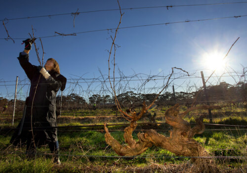 Prue Henschke pruning in Mount Edelstone vineyard photo credit Dragan Radocaj