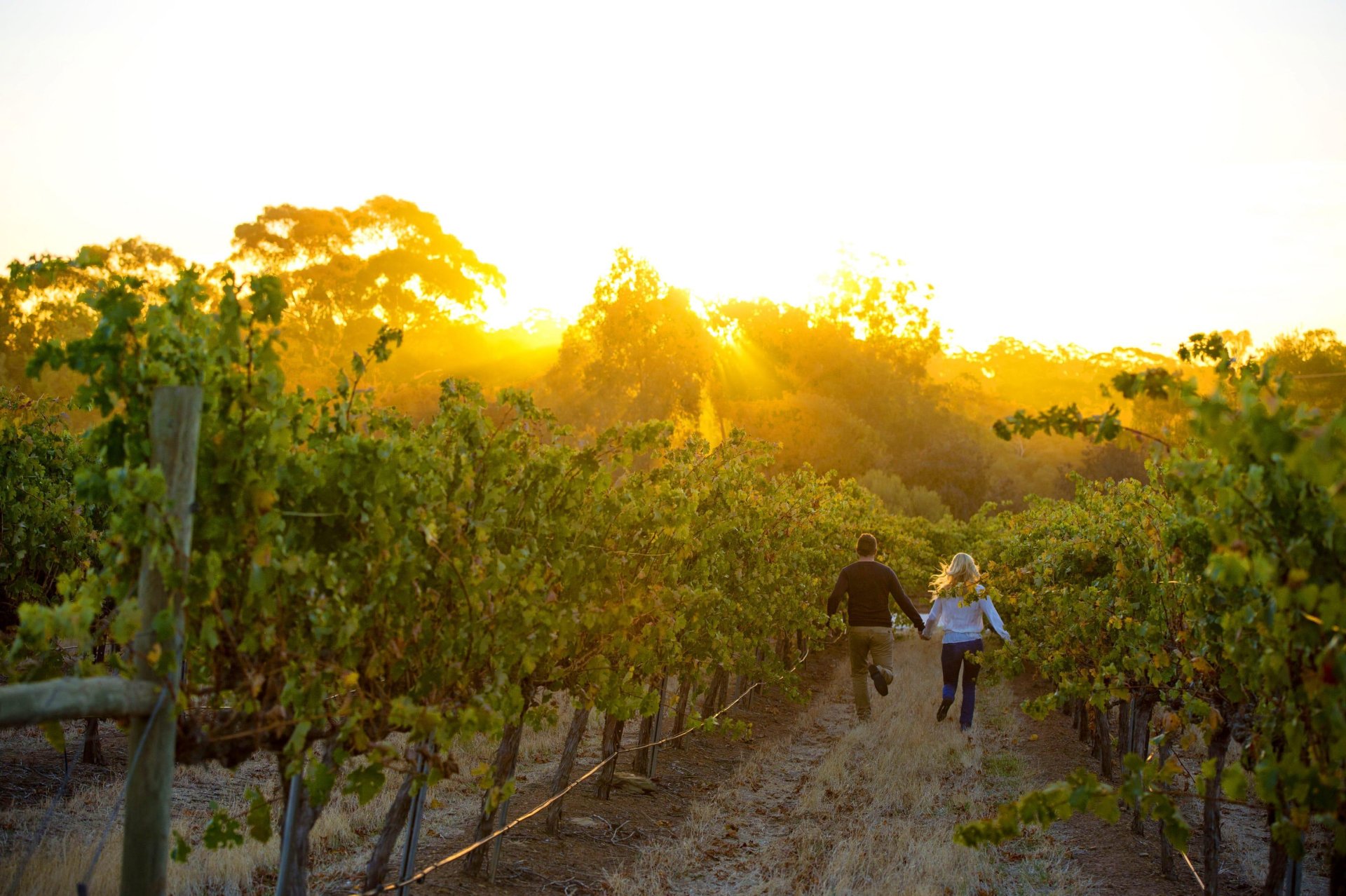 Couple running through vineyard