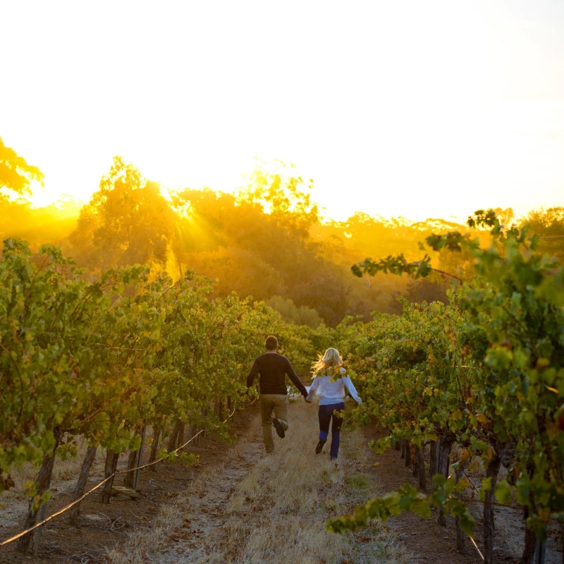 Couple running through vineyard