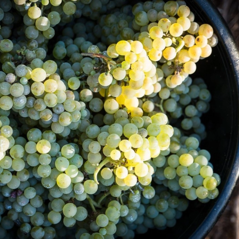 KT Grapes