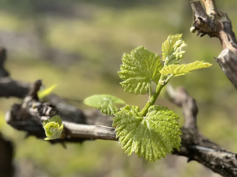 Wine Australia Bud burst