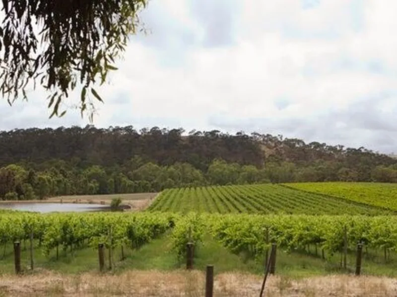 Clare vineyard