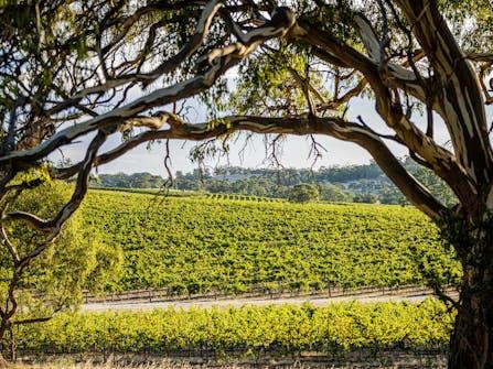 Paint the Vines - Taste the Riesling