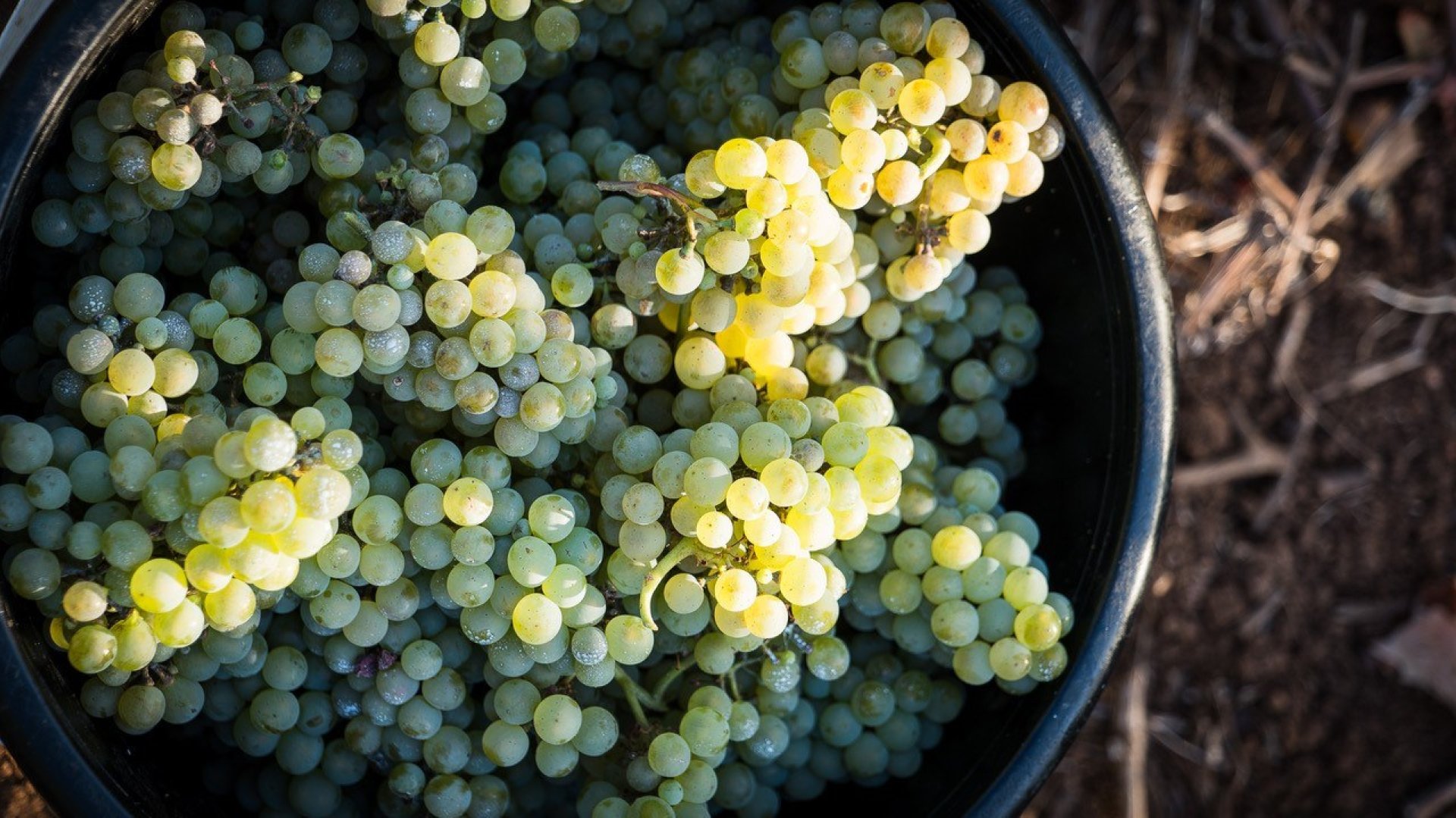 KT Grapes