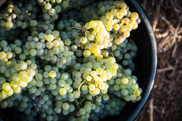 KT Grapes