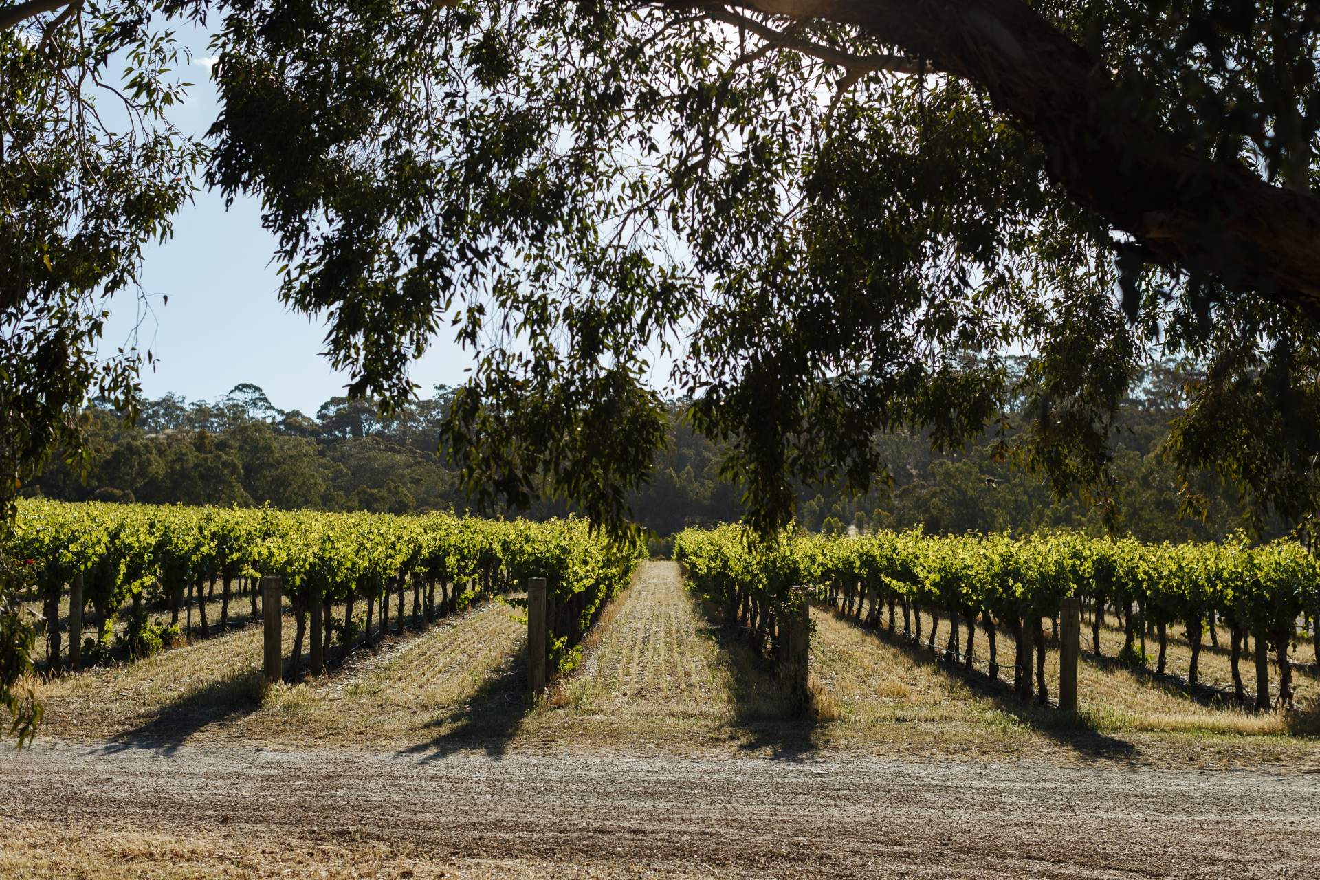 Pretty Vineyard Gum Trees Penna Lane