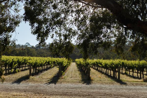 Pretty Vineyard Gum Trees Penna Lane