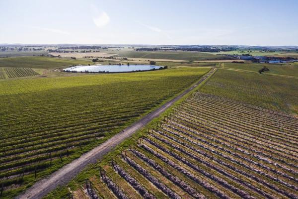 Taylors clare valley road leading to the winery e1666748065584 900x600