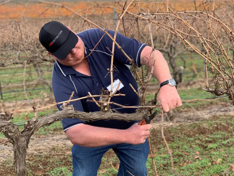 Leigh Pruning LANDSCAPE