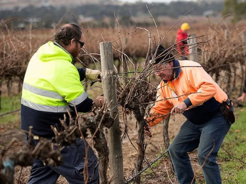SA Pruning Competition Industry Day 2022